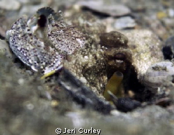 I was taking a picture of a cute little crab when an eye ... by Jeri Curley 